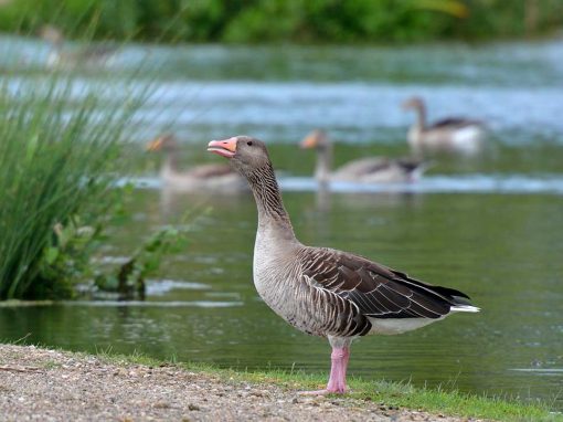 Greylag Goose (Anser anser)