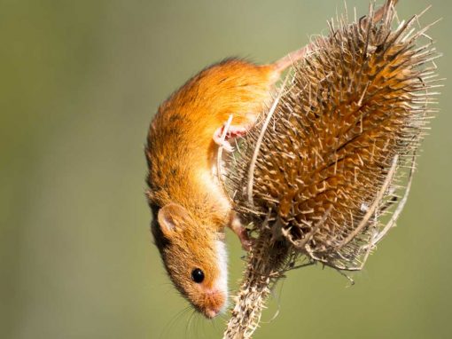 Harvest Mouse (Micromys minutus)