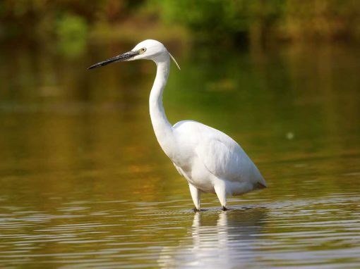 Little Egret (Egretta garzetta)