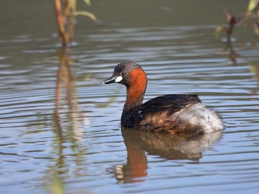 Little Grebe (Tachybaptus ruficollis)