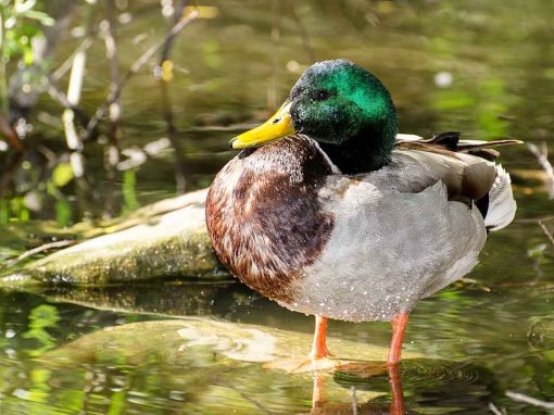 Mallard (Anas platyrhynchos)