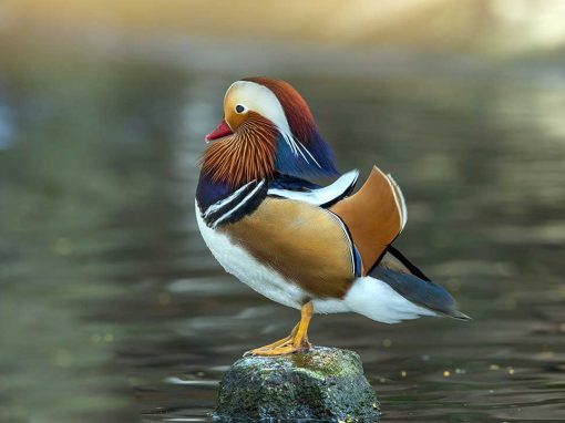 Mandarin Duck (Aix galericulata)