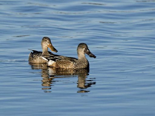 Northern Shoveler (Anas clypeata)