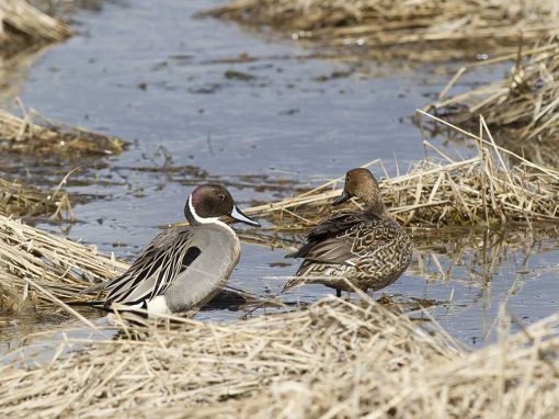 Pintail (Anas acuta)