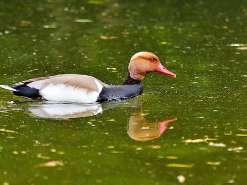 Pochard (Aythya ferina)