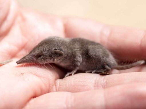 Pygmy Shrew (Sorex minutus)