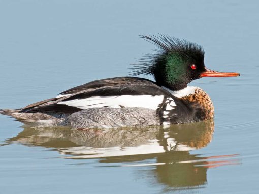 Red-breasted Merganser (Mergus serrator)