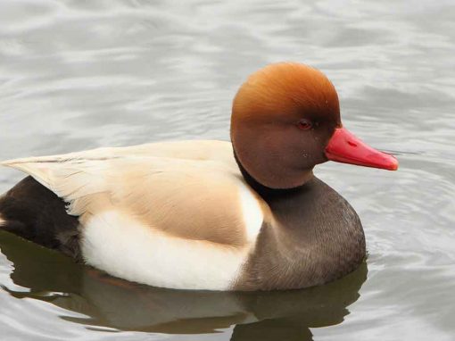 Red-crested Pochard (Netta rufina)