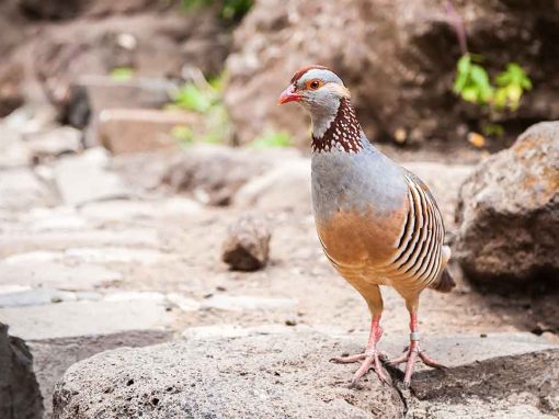 Red-legged Partridge (Alectoris rufa)