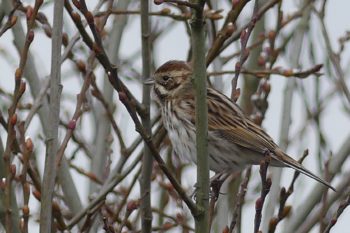 Reed Bunting