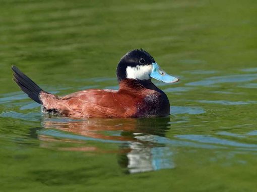 Ruddy Duck (Oxyura jamaicensis)