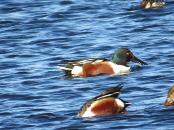 Shovelers