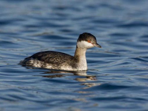 Slavonian Grebe (Podiceps auritus)