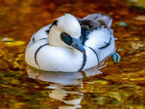 Smew (Mergellus albellus)