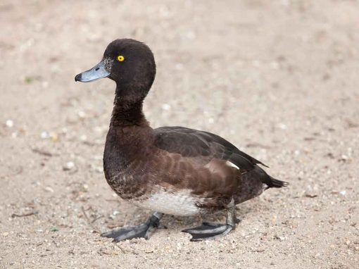 Tufted Duck (Aythya fuligula)