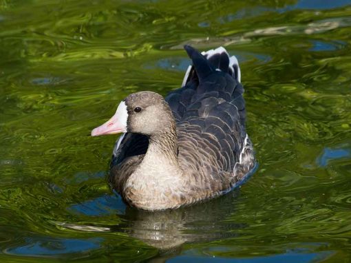 White-fronted Goose (Anser albifrons)