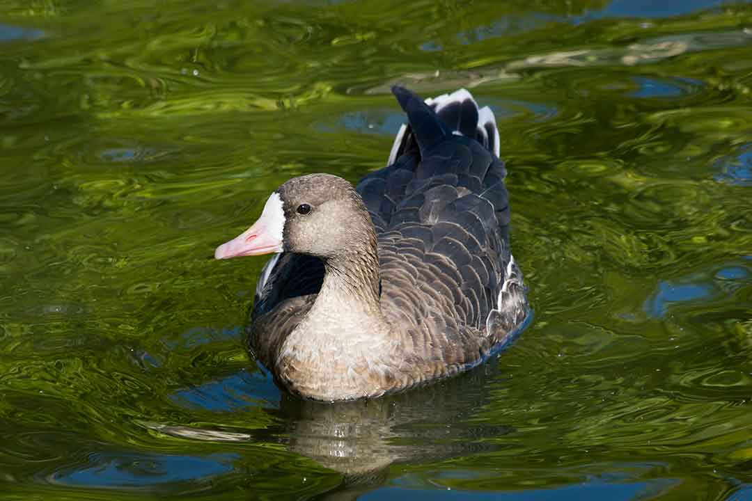 Mute Swan (Cygnus olor)