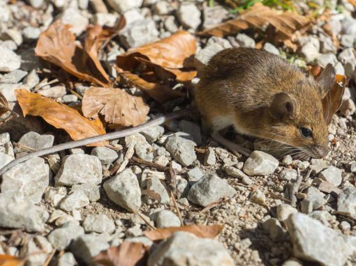 Wood Mouse (Apodemus sylvaticus)