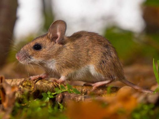 Yellow-necked Mouse (Apodemus flavicollis)