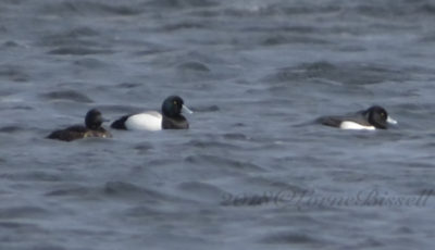 Scaup