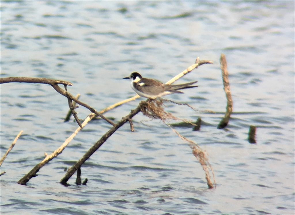 Black Tern