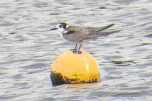 Black Tern, Longham Lakes 29/08/2018 (Roger Peart)