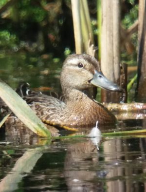 Garganey (juvenile), Longham Lakes, 04/08/2018 (Martin Wood.)