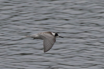 Black Tern