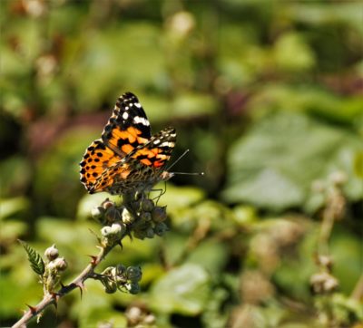 Painted Lady, Longham Lakes, 14/07/2018 (Martin Wood.)