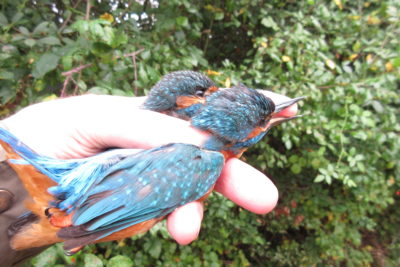 Kingfishers