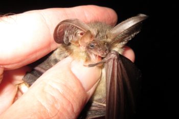 Brown Long-eared Bat, Longham Lakes, 10/09/2018 (Roger Peart.)