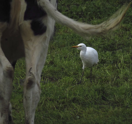 Cattle Egret