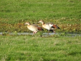 Egyptian Geese