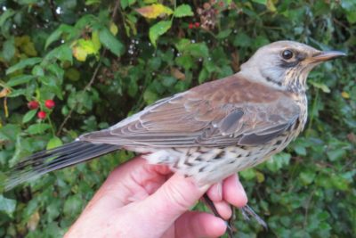 Fieldfare, Longham Lakes 25/10/2018 (Roger Peart.)