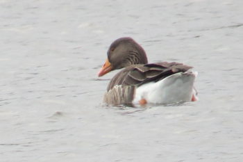 Greylag