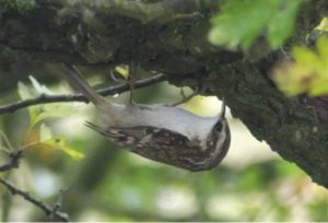 Treecreeper