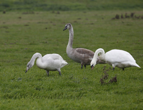 Whooper Swan