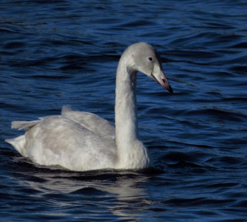 Whooper Swan