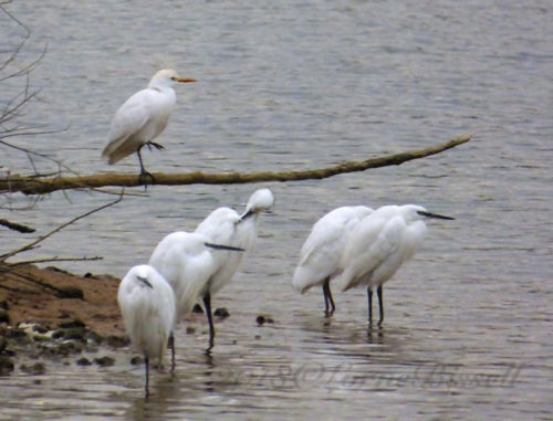 Egrets