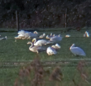 Whooper Swan