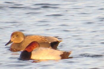 Pochard and Gadwall, Longham Lakes, 09/01/2019 (Roger Peart)