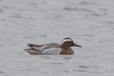 Garganey