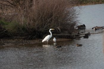 Egrets