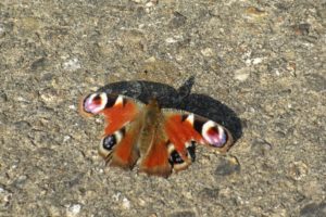 Peacock, Longham Lakes 29/03/2019 (Roger Peart.)