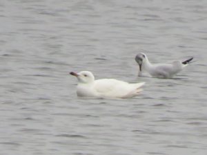 Herring Gull leucistic