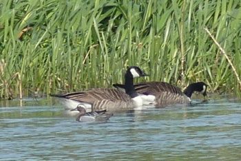 Garganey with Canada Geese, Longham Lakes, 01/05/2019