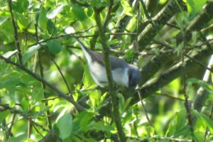 Lesser Whitethroat, Longham Lakes 18/05/2019 (David Foster)