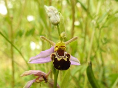 Bee Orchid