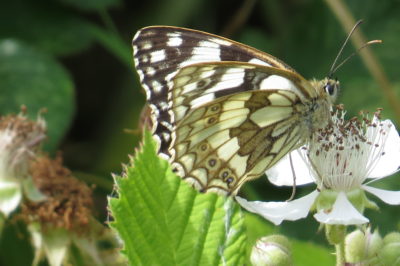 Marbled White, Longham Lakes, Dorset 24/06/2019 (Roger Peart)