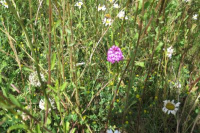 Pyramidal Orchid